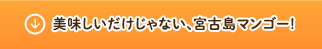 美味しいだけじゃない、宮古島マンゴー！