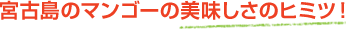 宮古島のマンゴーの美味しさのヒミツ！