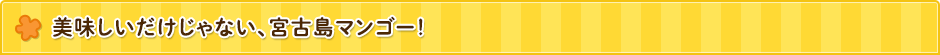 美味しいだけじゃない、宮古島マンゴー！