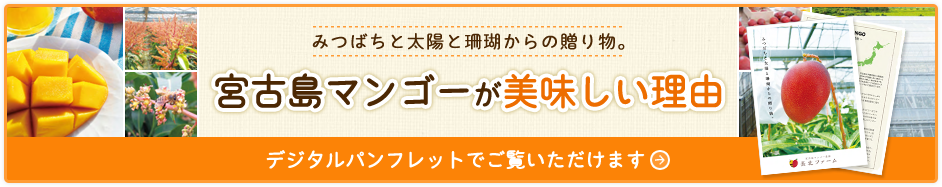 宮古島マンゴーが美味しい理由