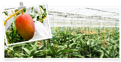 画像　マンゴー