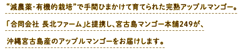 “減農薬・有機的栽培”で手間ひまかけて育てられた完熟アップルマンゴー。「合同会社 長北ファーム」と提携し、宮古島マンゴー本舗249が、沖縄宮古島産のアップルマンゴーをお届けします。